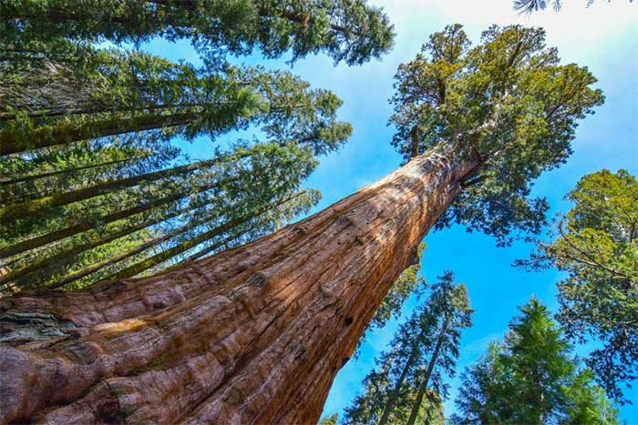 General Sherman is the largest single-stem tree on Earth today