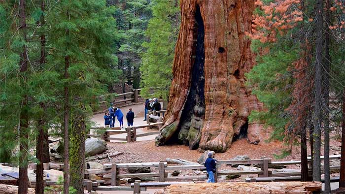 General Sherman is estimated to be between 2,300 and 2,700 years old.