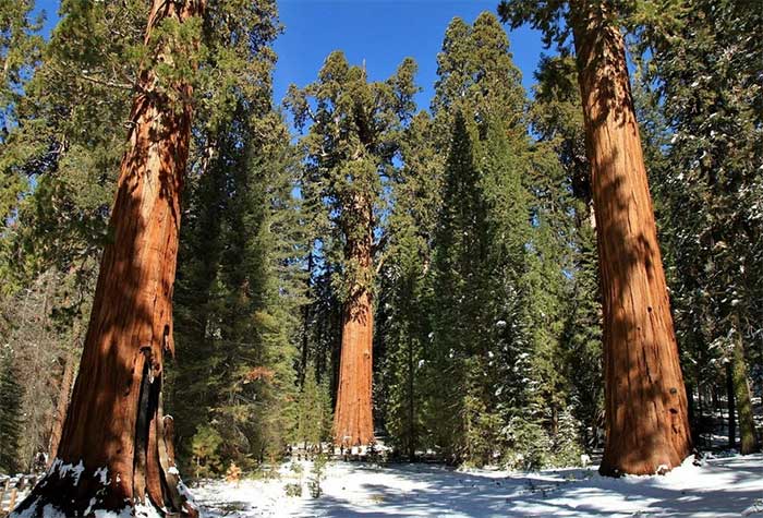 The name 'General Sherman' was given by naturalist James Wolverton in 1879.