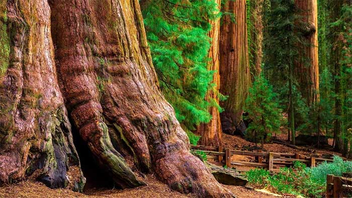 The beauty of the giant sequoia