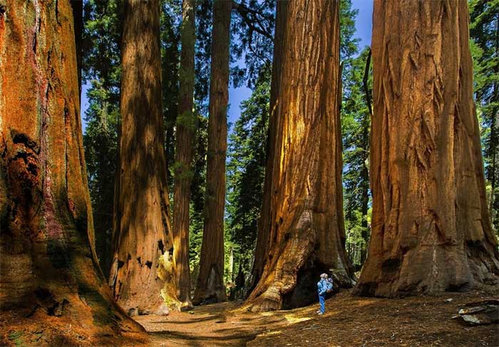 General Sherman is currently the largest recorded tree