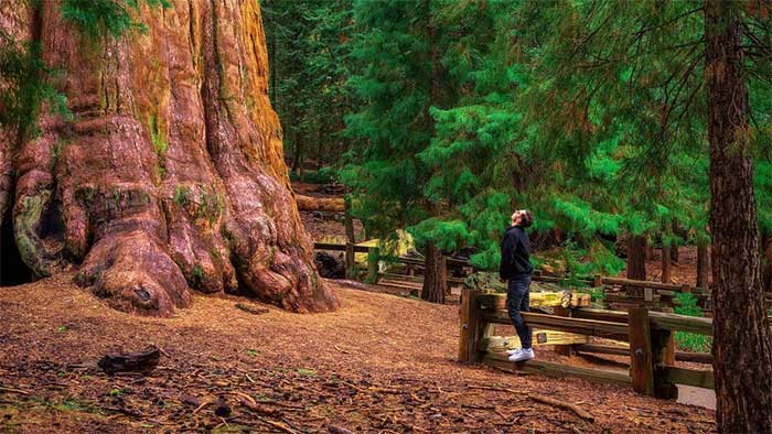 Today, General Sherman is a major attraction at Sequoia National Park