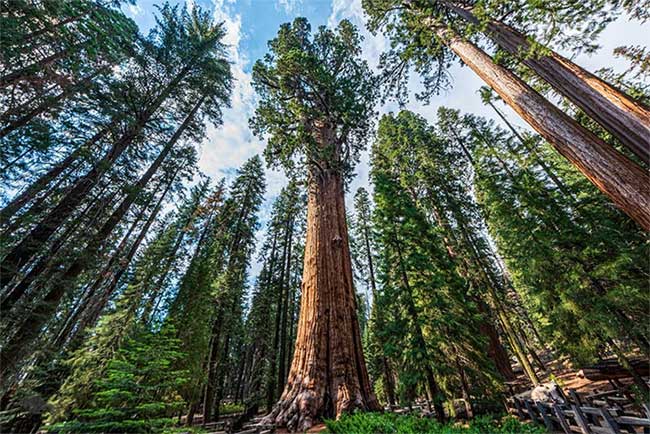 General Sherman Tree (Sequoiadendron giganteum)