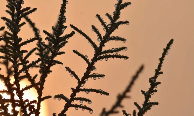  The Tamarix aphylla plant can survive in saline environments by excreting saltwater through its leaves.