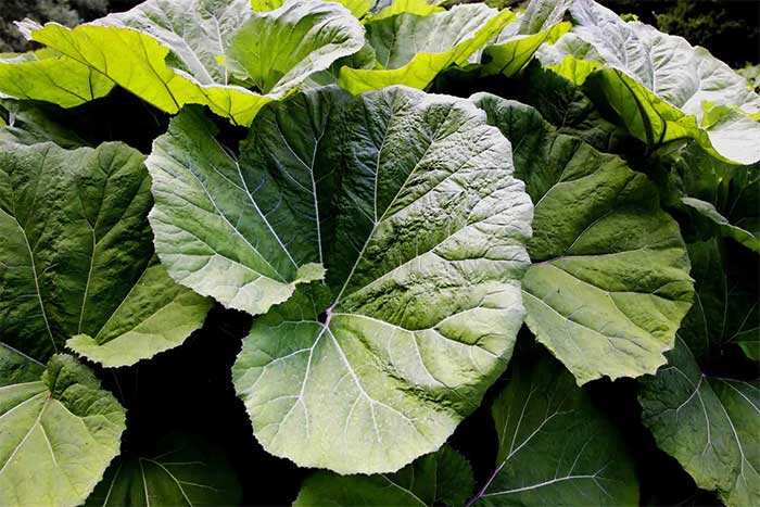 Butterbur