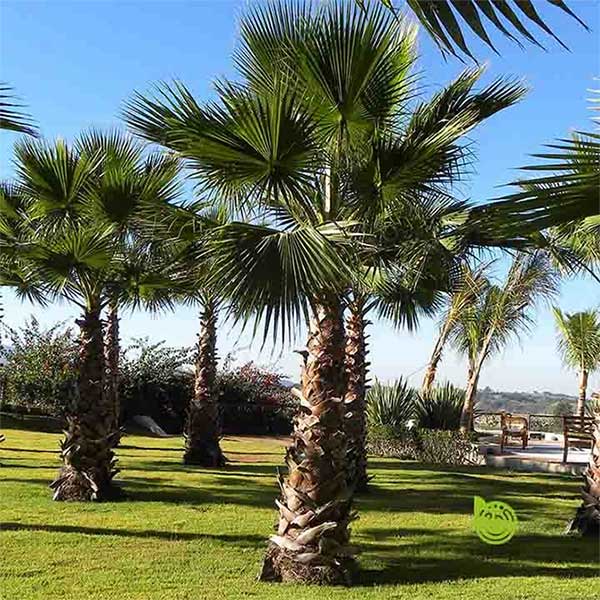 Palms are not woody plants like many other tree species.