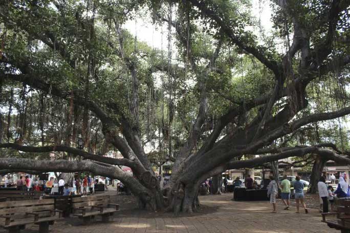  The tree has stood for 150 years. 