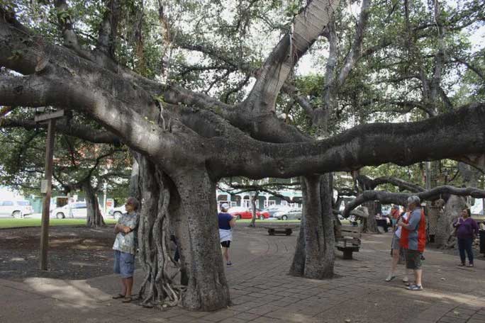  The giant Bodhi tree in Lahaina before the wildfire occurred. 