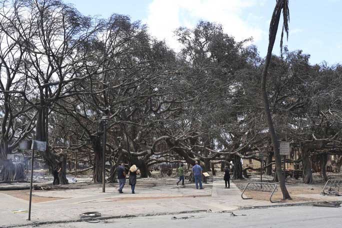 The Bodhi tree stands strong despite being charred.