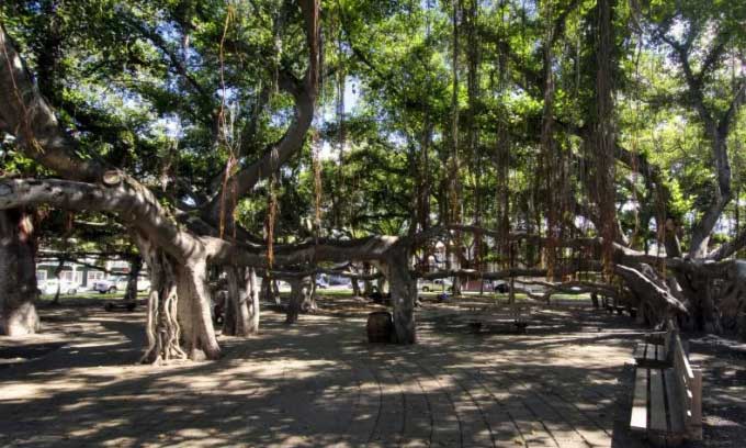 The banyan tree in Lahaina before the fire.