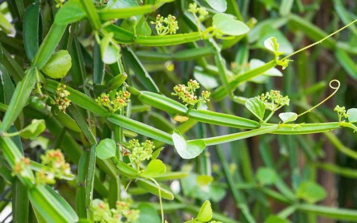The four-cornered vine has many potential health benefits.