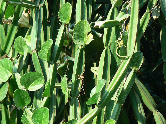 Use the four-cornered vine only under a doctor's guidance.