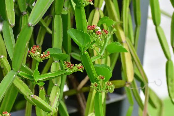 Image of the four-cornered vine.