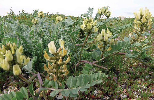 Astragalus plant.
