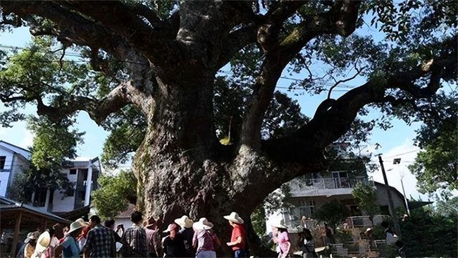 This ancient tree is a camphor tree