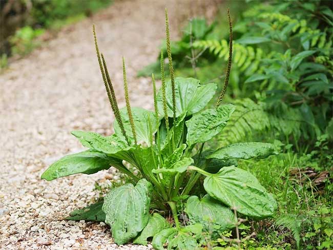 Plantago asiatica growing naturally, thriving in moist environments.