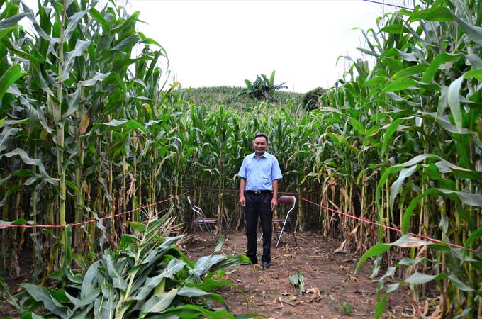 Harvesting 10m2 of DH17-5 biomass corn to weigh and calculate yield.