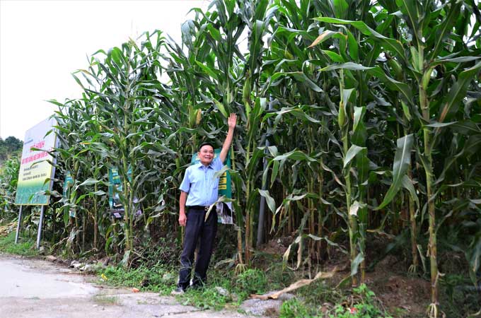 Dr. Dang Ngoc Ha reaching for the ear of corn from the DH17-5 variety.