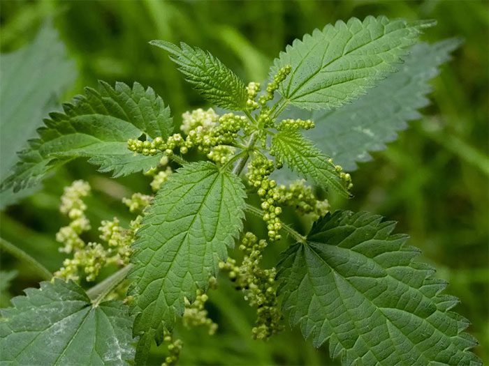 Nettle