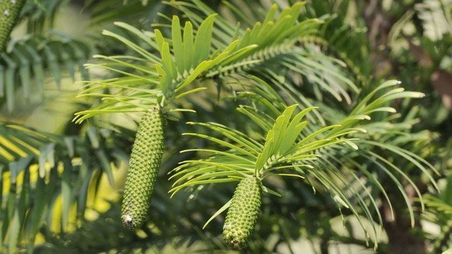 Wollemi Pine
