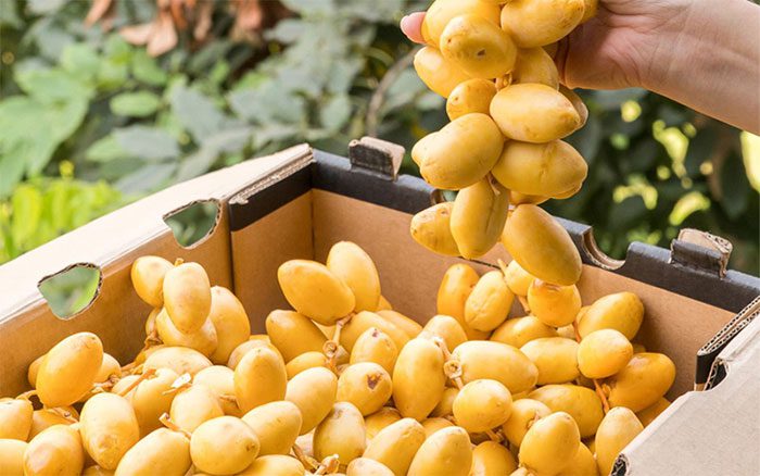 Dates are a great remedy for alcohol toxicity.
