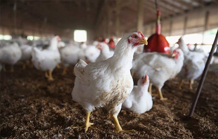 South Africa is facing two high-pathogenic avian influenza virus strains