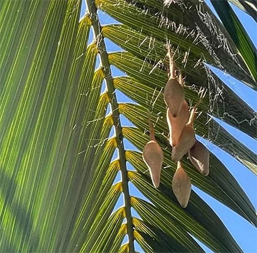 6 spider egg sacs hanging from a palm branch.