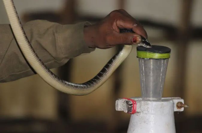 Companies in India produce 8 million vials of antivenom each year