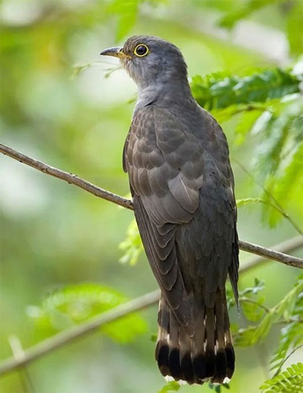 Crested Serpent Eagle