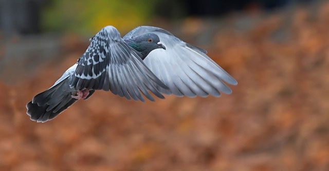 Pigeon