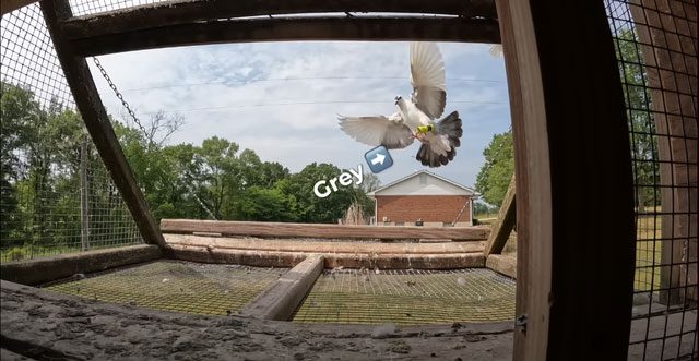 Moment the pigeon Grey flies to the destination with three 1TB USB drives.