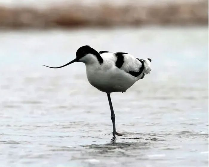 Curved-billed Sandpiper