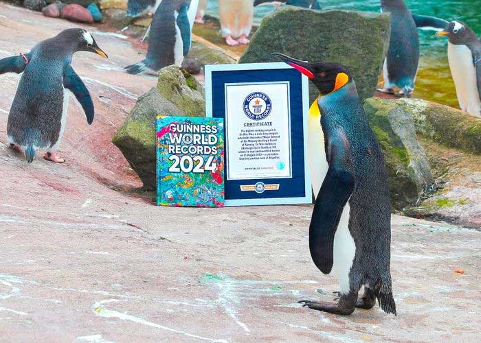 Nils Olav III recognized as the highest-ranking penguin in the world.