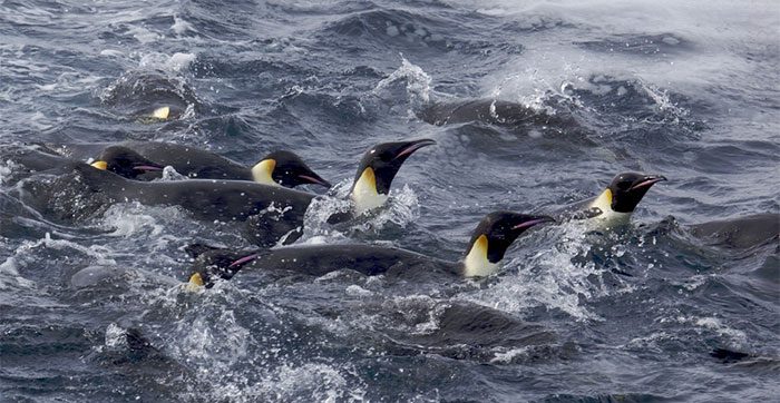 The Emperor Penguin faced a failed breeding season due to climate change