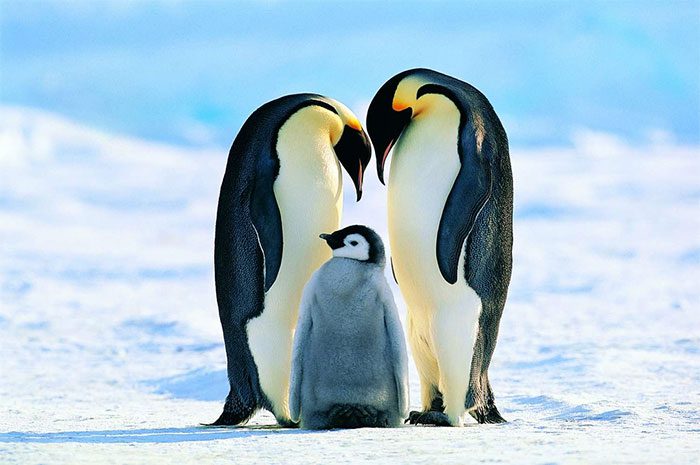 The Emperor Penguin is an iconic species of Antarctica.