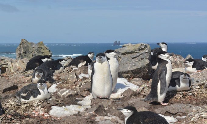 Macaroni penguins on King George Island, Antarctica.
