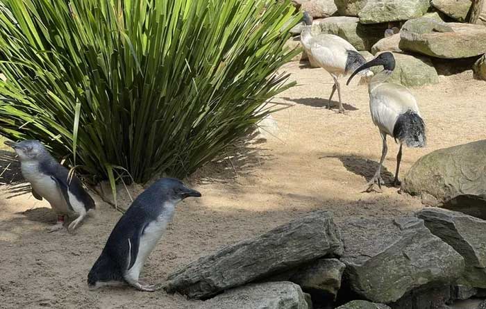 Little penguin scientific name Eudyptula minor novaehollandiae