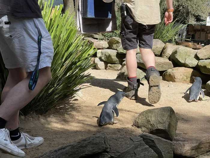 Fairy penguins are very small, averaging about 30-45 cm in size.