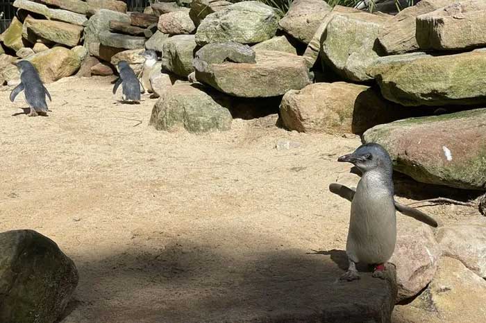 Little penguins are concentrated along the southern coast of Australia and New Zealand.