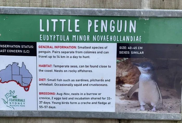 Information board about little penguins at Featherdale Wildlife Park, Sydney.