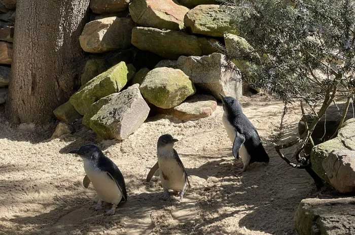 Little penguins are concentrated along the southern coast of Australia and New Zealand.