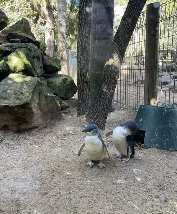 Little penguins typically mate, lay two eggs, and incubate them for 33-37 days.