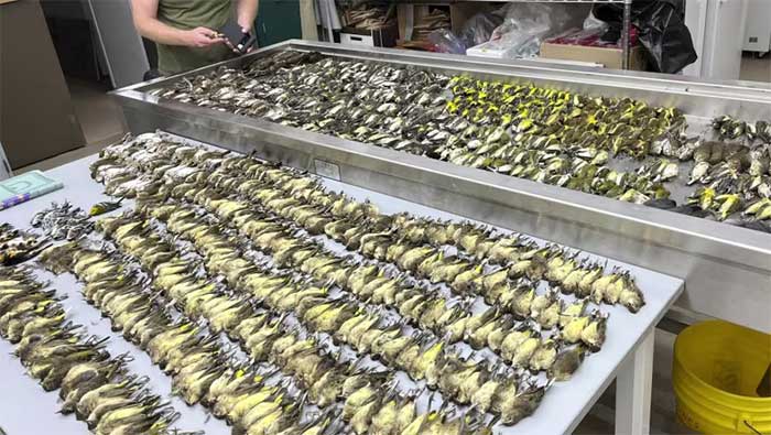 Workers examining the bodies of migratory birds
