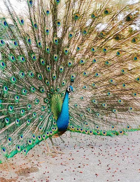 According to veterinarian Don J. Harris, sterilization does not reduce the attractiveness of male peacocks