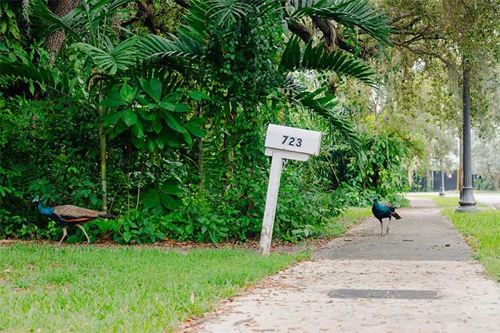 It is not uncommon to see peacocks walking in the streets of Florida
