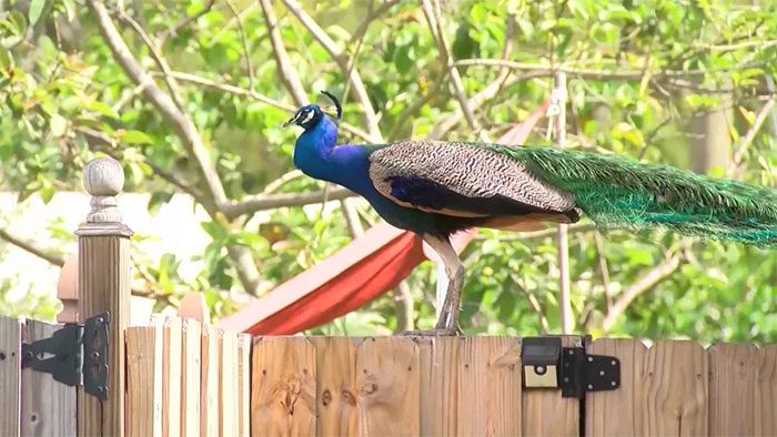 Peacocks often appear near residential areas