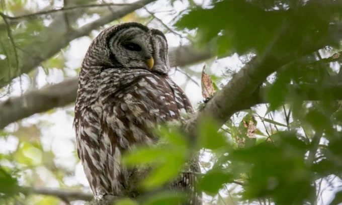 The Striped Owl Threatens Native Wildlife in the U.S.