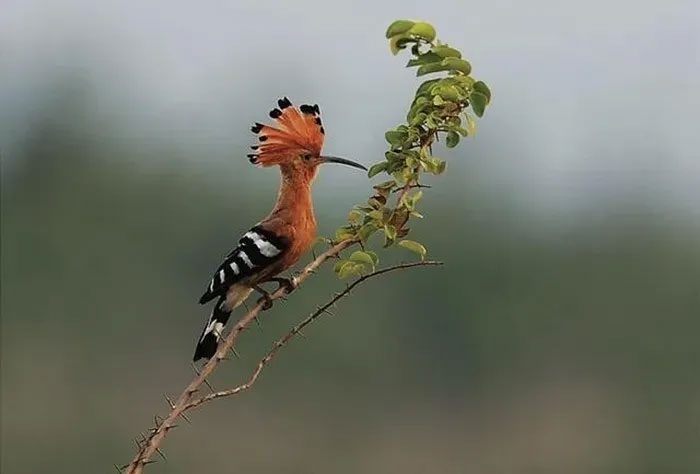 Woodpecker