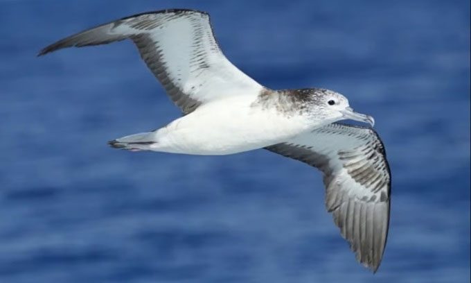 The white-faced albatross typically flies at a maximum height of 100m.