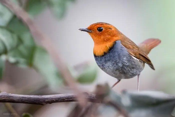 Red-faced Babbler